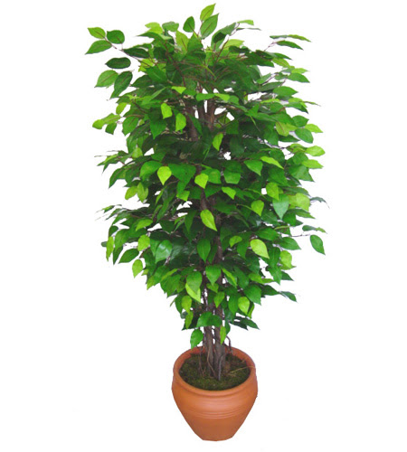 Ficus Benjamin 1,50 cm   Polatl anneler gn iek yolla 