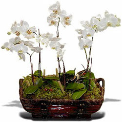  Polatl Ankara iek , ieki , iekilik  Sepet ierisinde saksi canli 3 adet orkide