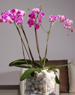 iek siparii sitesi  2 dal orkide cam yada mika vazo ierisinde