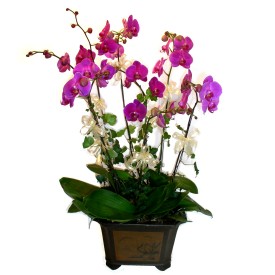  Polatl cicek , cicekci  4 adet orkide iegi