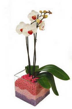  Polatl uluslararas iek gnderme  tek dal cam yada mika vazo ierisinde orkide