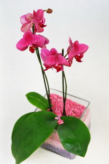  ieki maazas  tek dal cam yada mika vazo ierisinde orkide