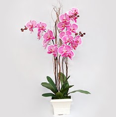  cicekciler , cicek siparisi  2 adet orkide - 2 dal orkide