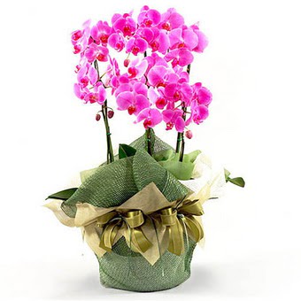  Ankara Polatl nternetten iek siparii  2 dal orkide , 2 kkl orkide - saksi iegidir