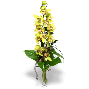  Ankara Polatl iek yolla  1 dal orkide iegi - cam vazo ierisinde -