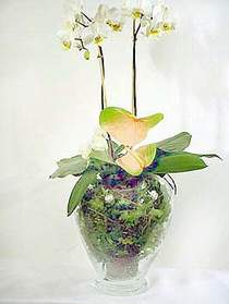  Polatl iek sat  Cam yada mika vazoda zel orkideler