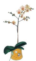  Ankara Polatl online iek gnderme sipari  Phalaenopsis Orkide ithal kalite