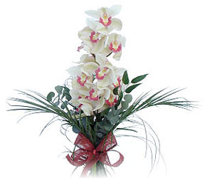 iek siparii sitesi  Dal orkide ithal iyi kalite
