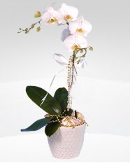 1 dall orkide saks iei  Ankara Polatl online ieki , iek siparii 