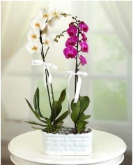 1 dal beyaz 1 dal mor yerli orkide saksda  Polatldaki iekiler iek servisi , ieki adresleri 