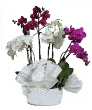 4 dal mor orkide 2 dal beyaz orkide  Polatl anneler gn iek yolla 