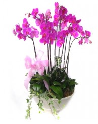 9 dal orkide saks iei  Polatlda ieki gvenli kaliteli hzl iek 