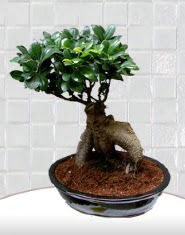 saks iei japon aac bonsai  Ankara Polatl Ankara kaliteli taze ve ucuz iekler 