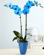 Esiz bir hediye 2 dall mavi orkide  cicekciler , cicek siparisi 