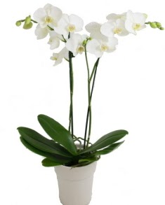 2 dall beyaz orkide  Polatl uluslararas iek gnderme 