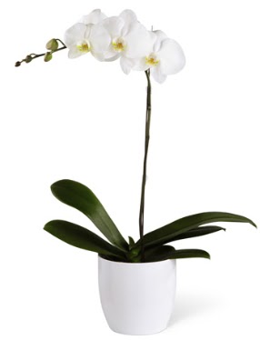 1 dall beyaz orkide  14 ubat sevgililer gn iek 