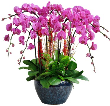 9 dall mor orkide  14 ubat sevgililer gn iek 
