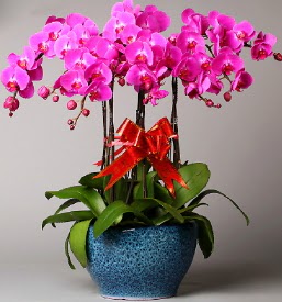 7 dall mor orkide  Polatl iek online iek siparii 