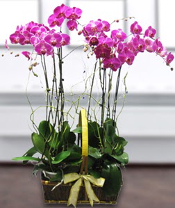 4 dall mor orkide  Polatlda ieki gvenli kaliteli hzl iek 