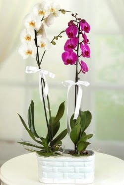 1 mor 1 dal beyaz thal orkide sepet ierisinde  Polatlya iek iek maazas , ieki adresleri 