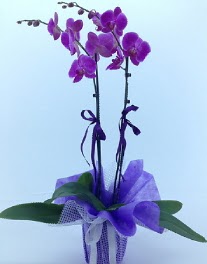 2 dall mor orkide  Ankara Polatl Ankara kaliteli taze ve ucuz iekler 