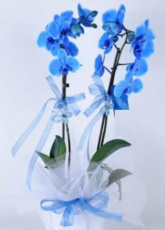 2 dall mavi orkide  Polatl internetten iek sat 