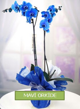 2 dall mavi orkide  Polatldaki iekiler 