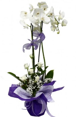 2 dall beyaz orkide 5 adet beyaz gl  ieki maazas 