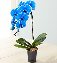 1 dall sper esiz mavi orkide  Polatlya iek iek maazas , ieki adresleri 