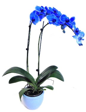 Seramikli 2 dall sper esiz mavi orkide  Polatldaki iekiler iek servisi , ieki adresleri 