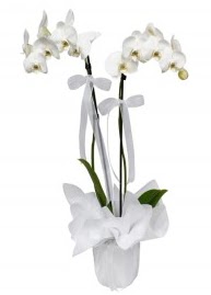 2 dall beyaz orkide  Polatlda ieki gvenli kaliteli hzl iek 