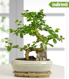 S eklinde ithal gerek bonsai japon aac  Polatl internetten iek sat 