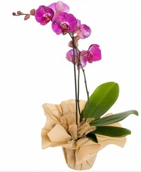 Tek dal mor orkide  Polatl iek gnderme sitemiz gvenlidir 