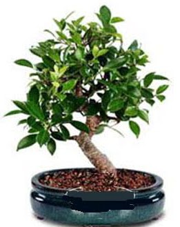 5 yanda japon aac bonsai bitkisi  Polatl anneler gn iek yolla 
