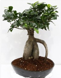 5 yanda japon aac bonsai bitkisi  Polatl internetten iek sat 