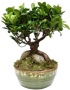 Japon aac bonsai saks bitkisi  Ankara Polatl nternetten iek siparii 