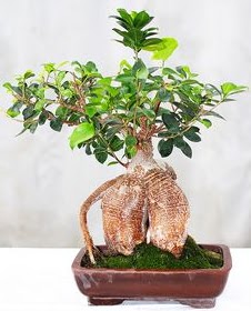 Japon aac bonsai saks bitkisi  ucuz iek gnder 