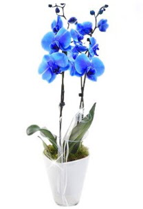 2 dall AILI mavi orkide  Polatl iek sat 