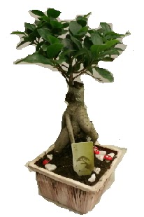 Japon aac bonsai seramik saks  Polatlya iek iek maazas , ieki adresleri 