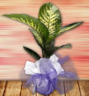Orta boy Tropik saks bitkisi orta boy 65 cm  Polatldaki iekiler iek servisi , ieki adresleri 