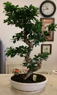 100 cm yksekliinde dev bonsai japon aac  Ankara Polatl nternetten iek siparii 
