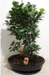 75 CM Ginseng bonsai Japon aac  Polatl Ankara hediye iek yolla 