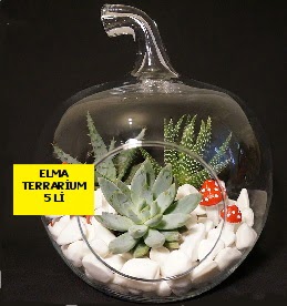 5 kaktsl Elma terrarium orta boy  Ankara Polatl online iek gnderme sipari 