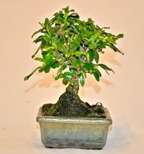 Zelco bonsai saks bitkisi  Polatldaki iekiler iek servisi , ieki adresleri 
