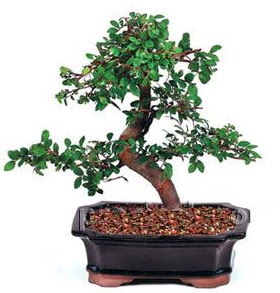 thal bonsai japon aac iek siparii sitesi 