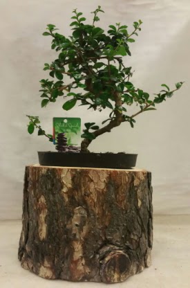 Doal ktk iinde bonsai japon aac  Ankara Polatl nternetten iek siparii 