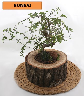 Doal aa ktk ierisinde bonsai bitkisi  Polatl iek gnderme sitemiz gvenlidir 