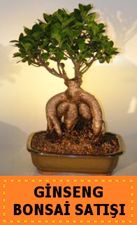 Ginseng bonsai sat japon aac  Polatl cicek , cicekci 