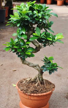 Orta boy bonsai saks bitkisi  internetten iek siparii 