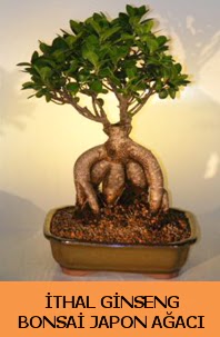 thal japon aac ginseng bonsai sat  Ankara Polatl nternetten iek siparii 